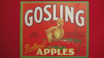 Gosling