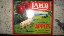 Lamb