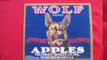 Wolf
