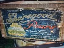 Shuregood Gold Border Perham 44#