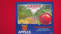 Leedy