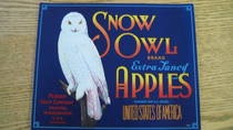Snow Owl