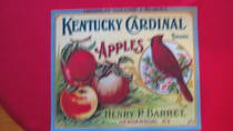 Kentucky Cardinal