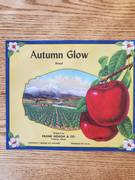 Autumn Glow Stock