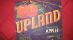Upland Crocker 0