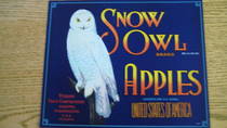 Snow Owl