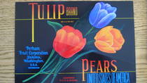 Tulip