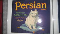 Persion Cat blue no border Eyes Left