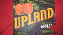 Upland crocker 4
