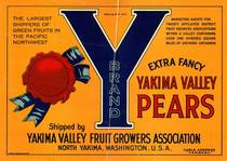 Big Y N Yakima