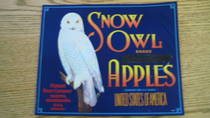 Snow Owl