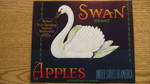 Swan