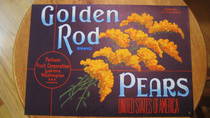 Golden Rod