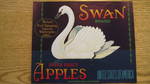 Swan
