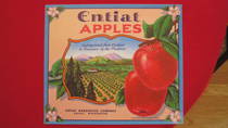Entiat Apples