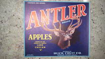 Antler