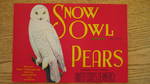 Snow Owl