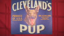 Cleveland's Pup ST LL