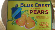 Blue Crest