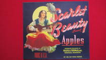 Scarlet Beauty