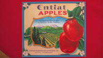 Entiat Apples
