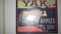 Yak