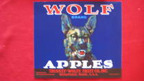 Wolf