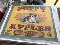 Puppy
