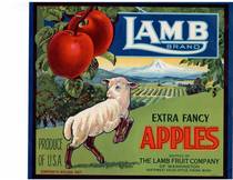 Lamb