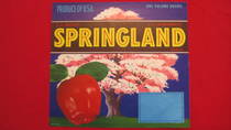 Springland