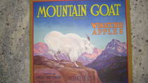 Mountain Goat