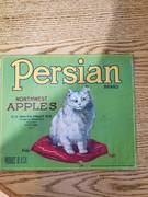 Persian Cat Green Eyes Left
