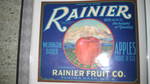 Rainier Blue 1 bush