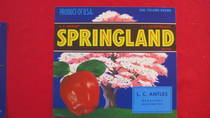Springland