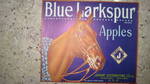 Blue Larkspur