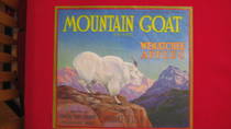 Mountain Goat Wenatchee