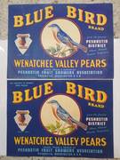 Bluebird older versions