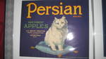 Persion Cat blue no border