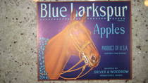 Blue Larkspur