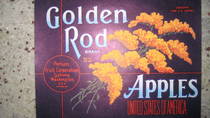 Golden Rod