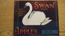 Swan