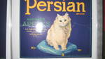 Persion Cat blue 40lbs border eyes straight