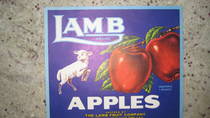 Lamb